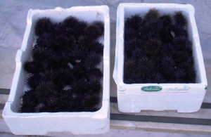ricci di mare