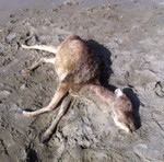 daino morto l camaiore