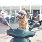 cane rocky