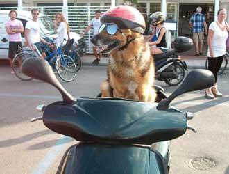 rocky_cane_moto