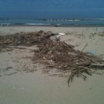 spiaggia legname