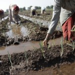 India Farming