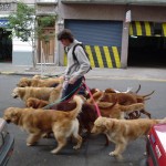 cani guinzaglio