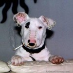 piercing animali