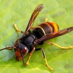 vespa_velutina