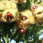 Castagne albero