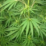 marijuana