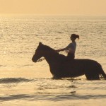 cavallo mare