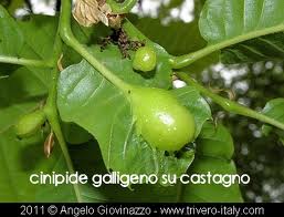 cinipide galleno su castagno