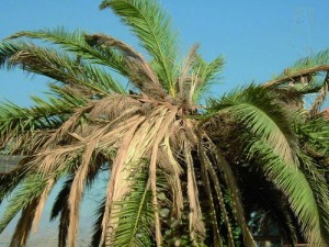 palma punteruolo rosso