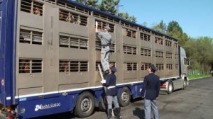 trasporto animali su strada