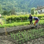 orto familiare