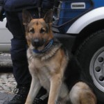 pando cane antidroga polizia