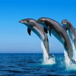 DELFINI