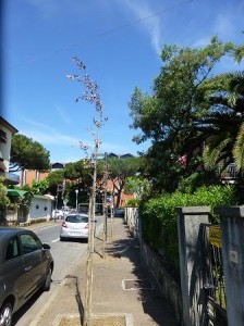 lecci via ferrai 1