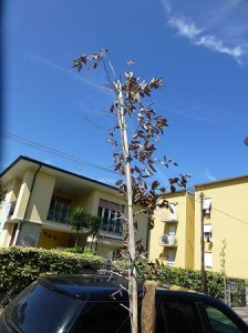 lecci via ferrai
