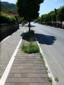 piante via democrazia
