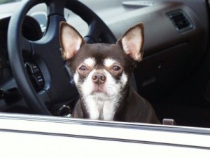 cane macchina