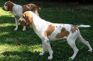 cane da caccia