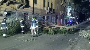albero piazza mazzini carrara 11 1 15