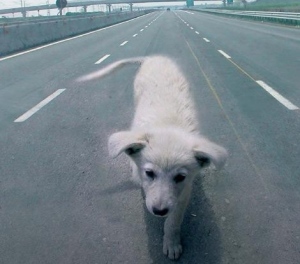 cane autostrada