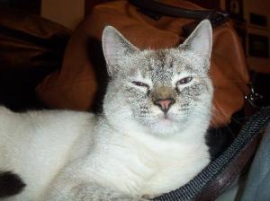 eris gattina arianna