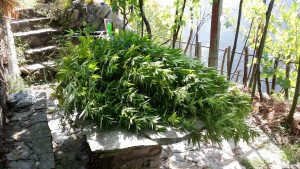 piante cannabis carabinieri 1