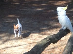 pappagallo sole 1 24 2 17