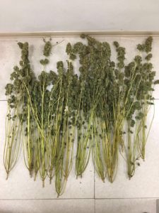 carabinieri marijuana 26 5 17