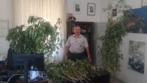 finanza sequestro marijuana 24 8 17