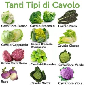 tipi di cavolo