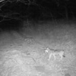 Scatta l’allarme lupo: il Comune cambia le regole sui rifiuti