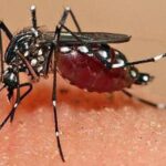 Dengue: come difendersi dalle zanzare e perché la prevenzione riguarda tutti i cittadini  