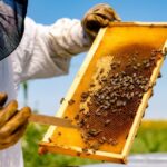 API: COLDIRETTI, NUOVO CORSO A MASSA  PER DIVENTARE APICOLTORE RIVOLTO AD HOBBISTI ED IMPRENDITORI AGRICOLI, SI PARTE AD APRILE