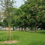 Carrara ha il suo Regolamento del verde: via libera dal consiglio comunale