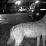 Lupo avvistato nelle frazioni a monte, ordinanza del sindaco Persiani: nuove regole su rifiuti e animali domestici