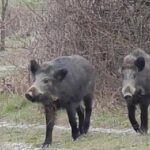 Peste suina africana, primo caso in Toscana in  un suino domestico a Comano (Massa Carrara)