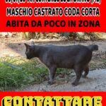 Camillo è scomparso da un mese: l’appello dei proprietari per ritrovare il gatto