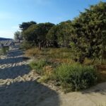 LA VEGETAZIONE AUTOCTONA DELLA SPIAGGIA DEI RONCHI